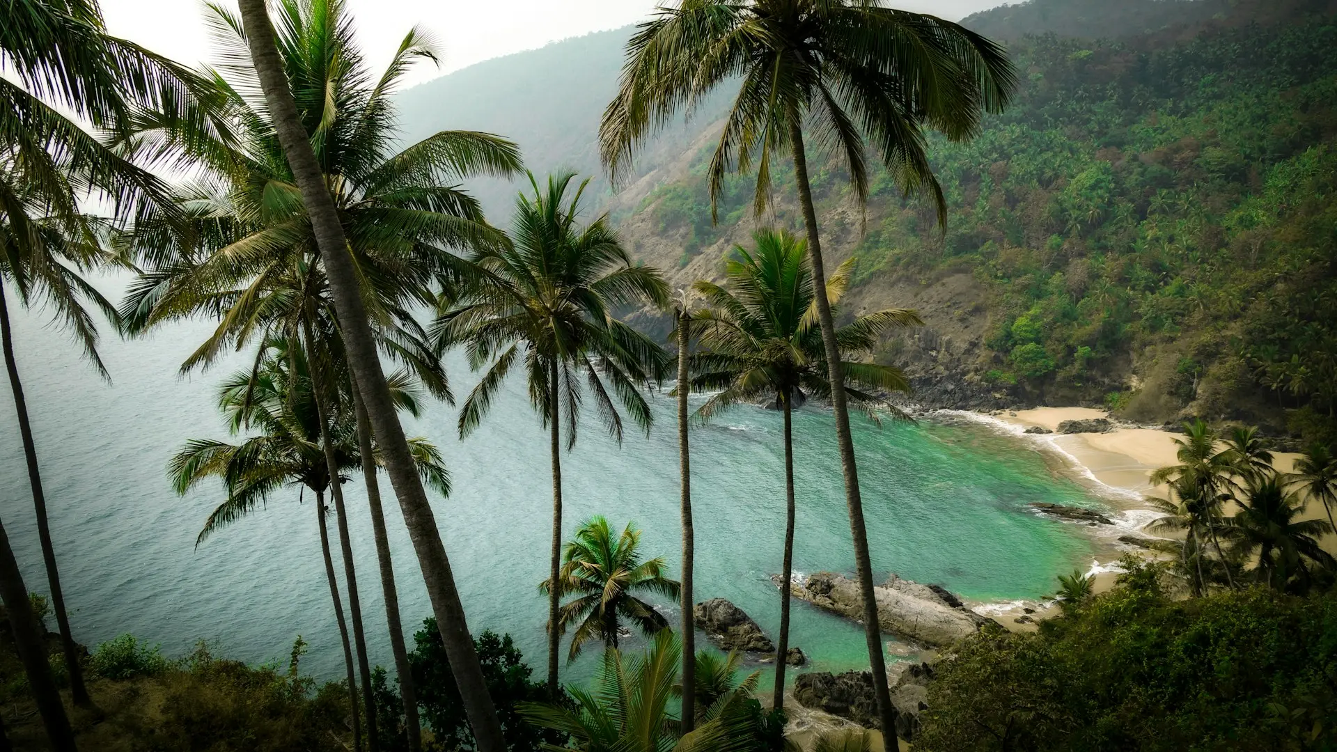 a view of a tropical beach with palm trees